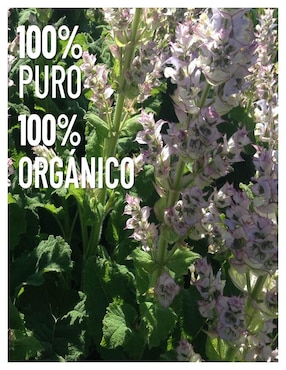 Aceite esencial Oleum Vitae de fresco 15 ml