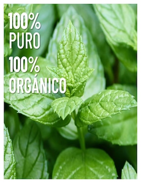 Aceite esencial Oleum Vitae 15 ml