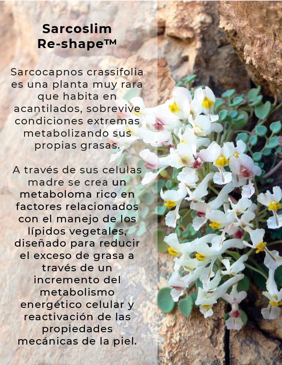 Crema para cuerpo recomendada para reafirmar día y noche para todo tipo piel 6